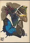Papillons, Pl. 16 — Emile-Allain Séguy|Tolmer Editeur