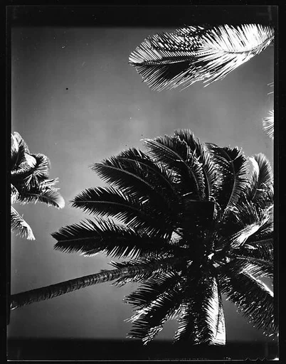 [South Seas: Palm Tree]