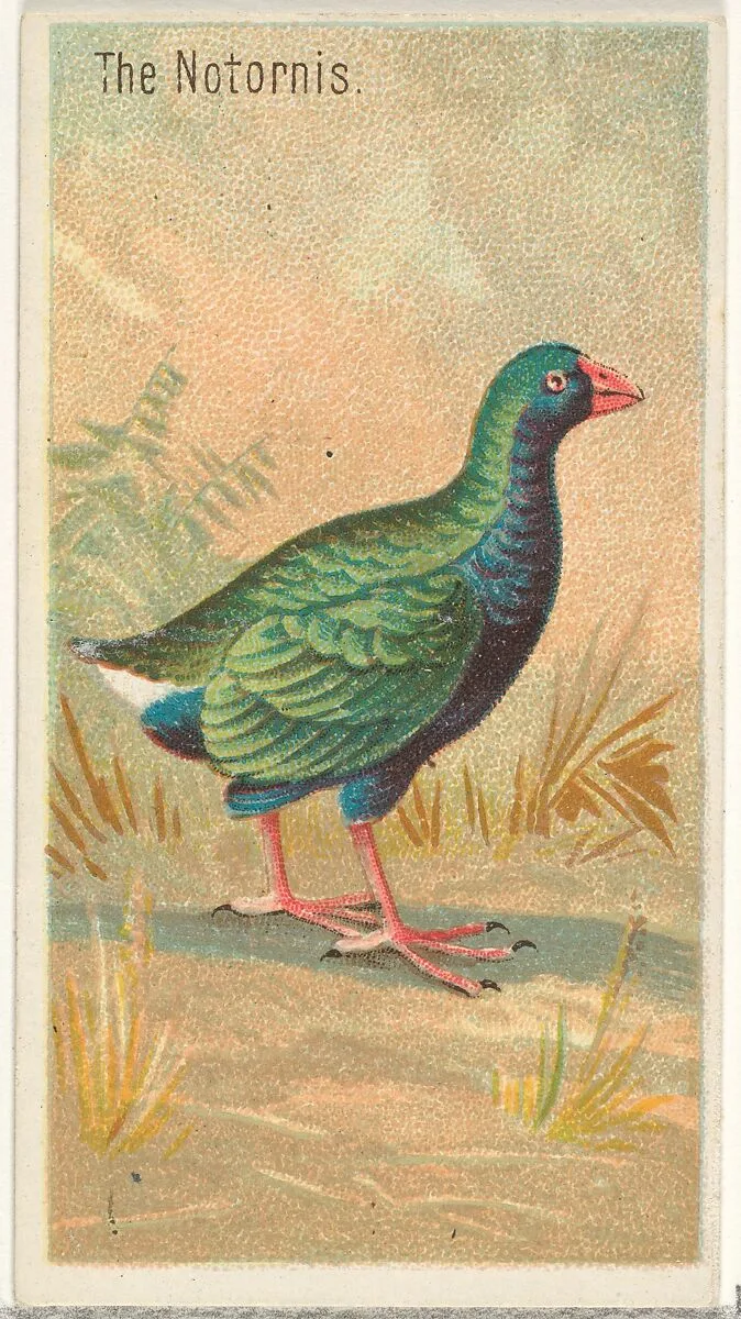 The Notornis, from the Birds of the Tropics series (N5) for Allen & Ginter Cigarettes Brands — Allen & Ginter|George S. Harris & Sons