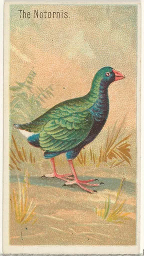 The Notornis, from the Birds of the Tropics series (N5) for Allen & Ginter Cigarettes Brands