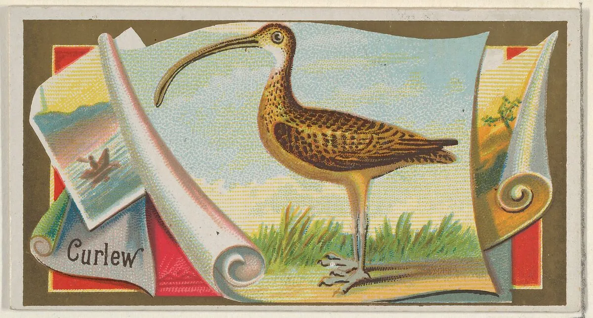 Curlew, from the Game Birds series (N13) for Allen & Ginter Cigarettes Brands — Allen & Ginter|George S. Harris & Sons