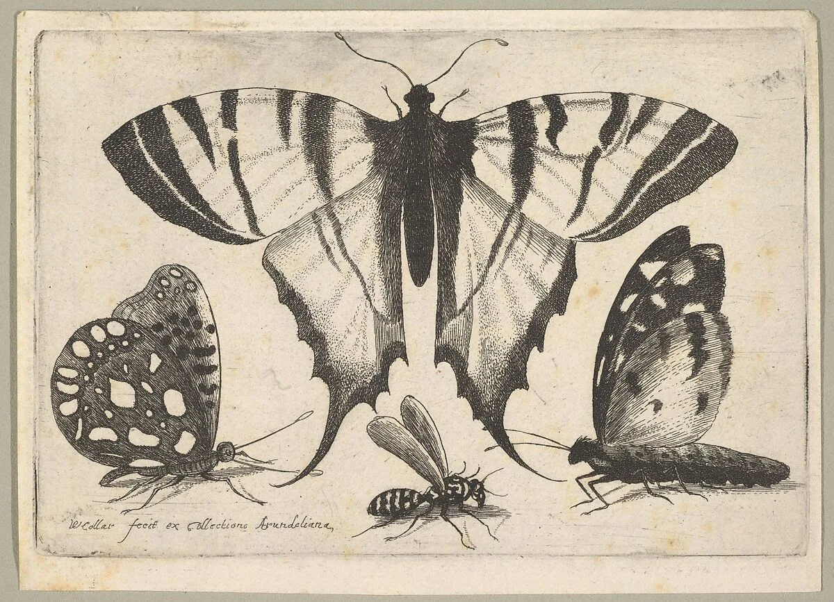 Three Butterflies and a Wasp — Wenceslaus Hollar