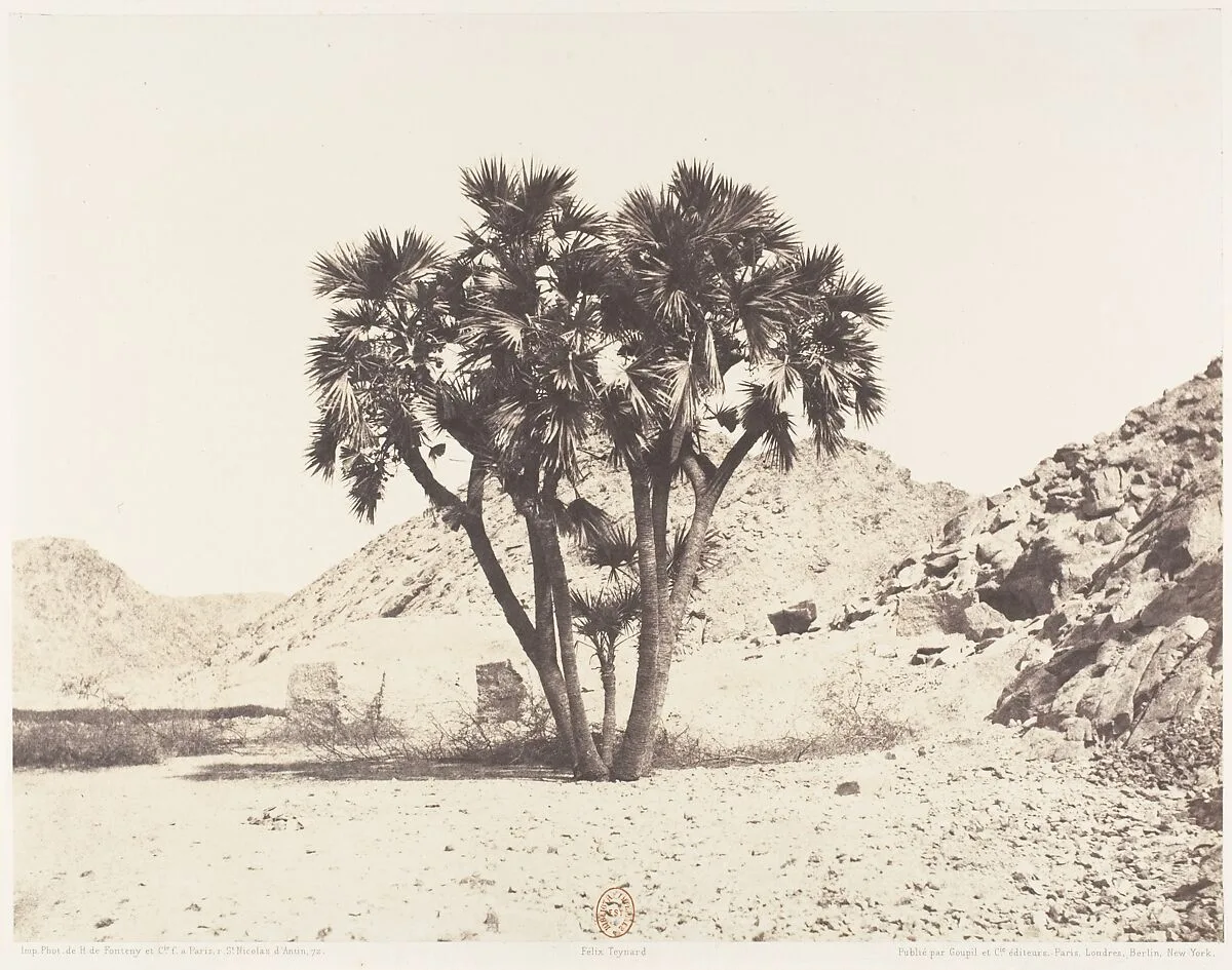 Environs de Fîleh, Palmier Doum sur la Rive Orientale du Nil — Félix Teynard|Imprimerie Photographique de H. de Fonteny et Cie