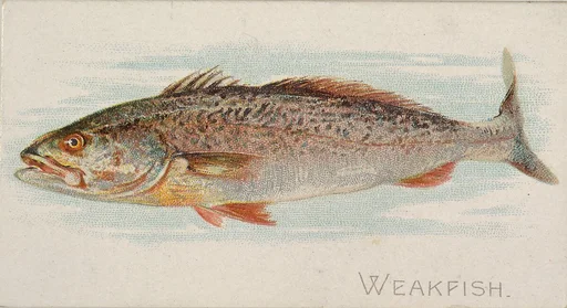 Weakfish, from the Fish from American Waters series (N8) for Allen & Ginter Cigarettes Brands