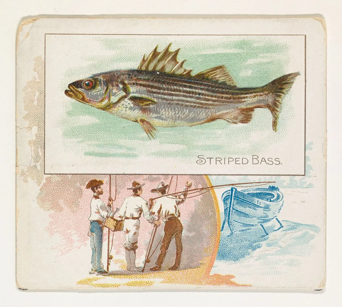 Striped Bass, from Fish from American Waters series (N39) for Allen & Ginter Cigarettes — Lindner, Eddy & Claus|Allen & Ginter