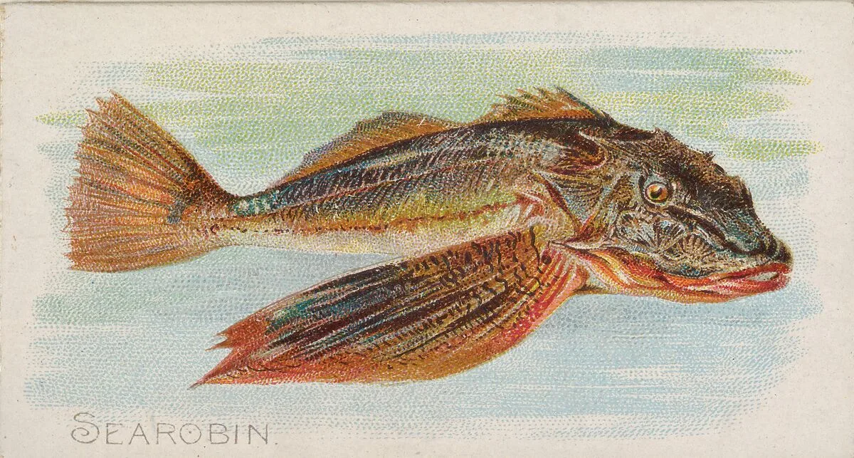 Sea Robin, from the Fish from American Waters series (N8) for Allen & Ginter Cigarettes Brands — Allen & Ginter|Lindner, Eddy & Claus