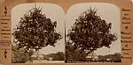 [15 Stereographic Views of Terrace Flower Vases, Central Park, New York]