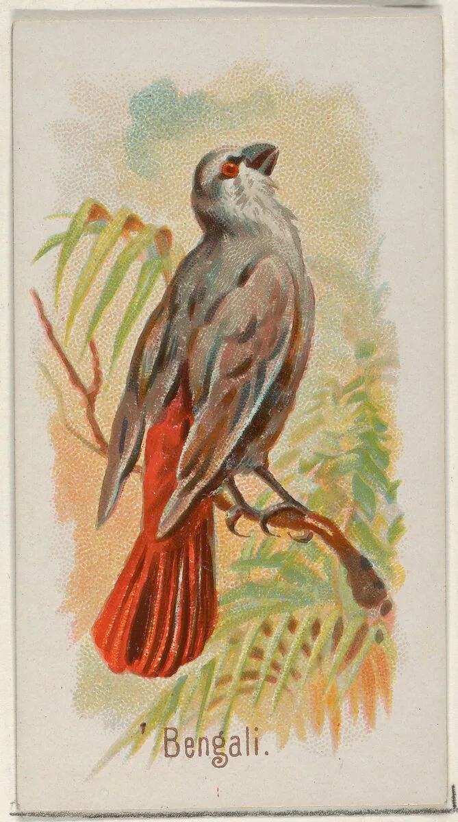Bengali, from the Song Birds of the World series (N23) for Allen & Ginter Cigarettes — Allen & Ginter|George S. Harris & Sons