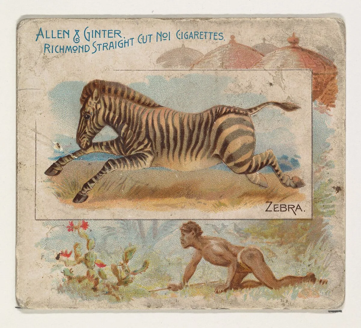 Zebra, from Quadrupeds series (N41) for Allen & Ginter Cigarettes — Allen & Ginter|Lindner, Eddy & Claus