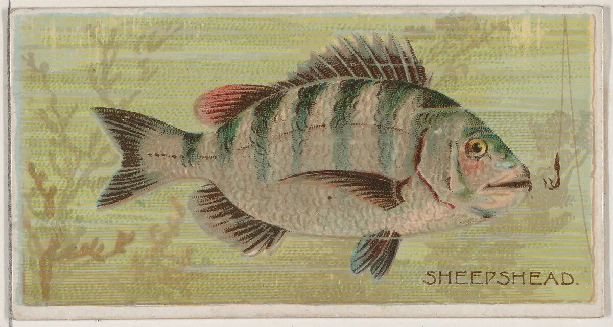 Sheepshead, from the series Fishers and Fish (N74) for Duke brand cigarettes — W. Duke, Sons & Co.|Knapp & Company