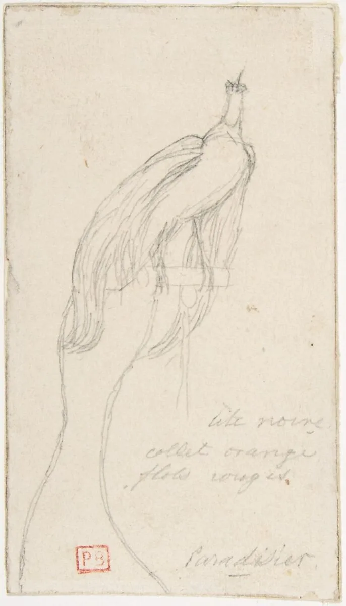 A Bird of Paradise — Charles Meryon