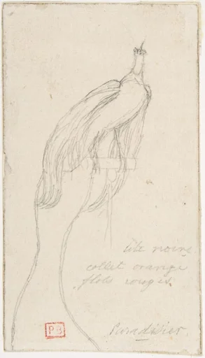 A Bird of Paradise