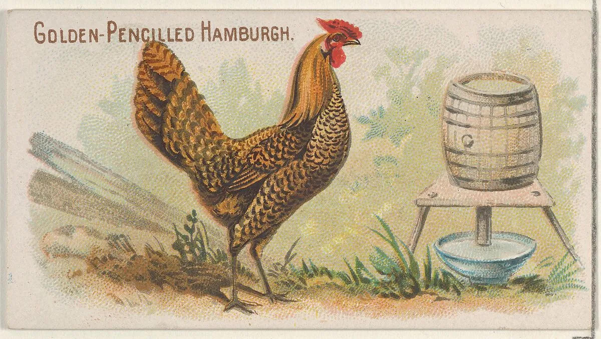 Golden-Pencilled Hamburgh, from the Prize and Game Chickens series (N20) for Allen & Ginter Cigarettes — Allen & Ginter|The Gast Lithograph & Engraving Company