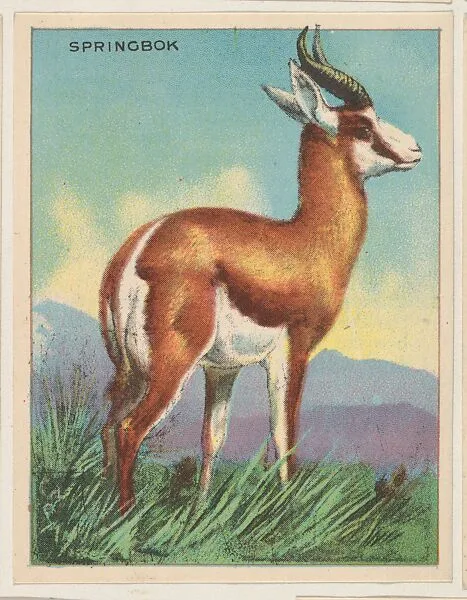 Springbok, collector card from the Animals series (D9), issued by the Weber Baking Company to promote Onist Milk and Pullman Bread — Weber Baking Company