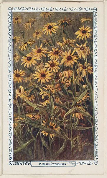 42. Black-Eyedsusan, bakery insert card from the Flower Pictures series (D36), issued by the Freihofer Baking Company — Freihofer Baking Company