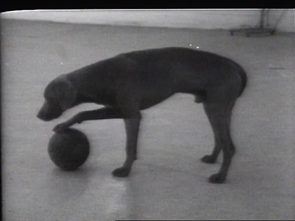 Dog and Ball — William Wegman