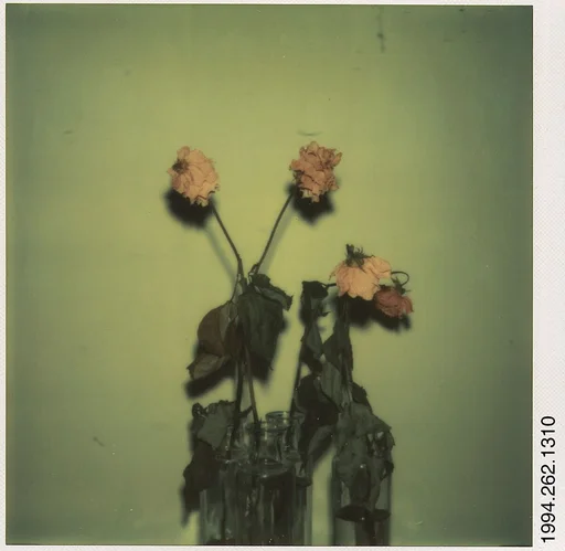 [Dead Roses]