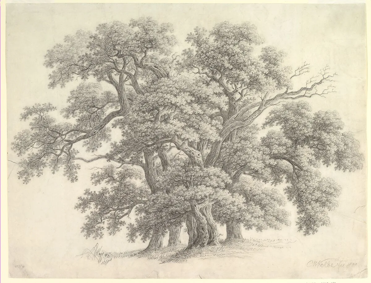 Study of Oak Trees (recto) — Carl Wilhelm Kolbe
