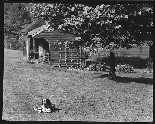 [Dog in Front of Wooden Building on Grounds of Estate of Suzette Morton Hamill, Lake Forest, Illinois]