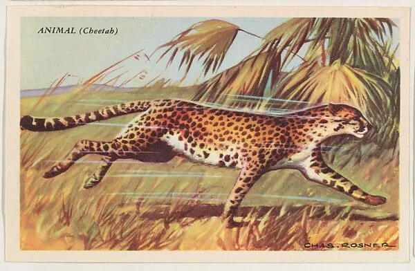 Animal (Cheetah), bakery card from the Speed Pictures series (D39-8), issued by Bell Bakeries, Inc. — Bell Bakeries, Inc.
