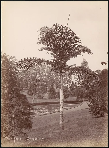 Wine Palm, Caryota Urens