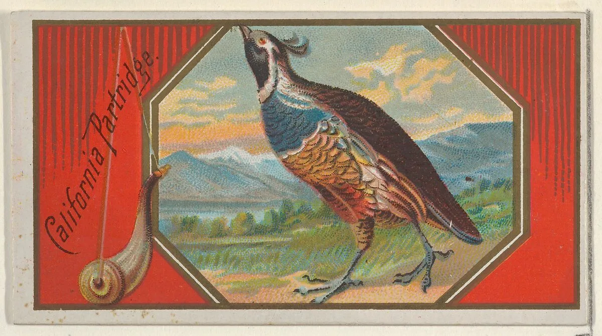 California Partridge, from the Game Birds series (N13) for Allen & Ginter Cigarettes Brands — Allen & Ginter|George S. Harris & Sons