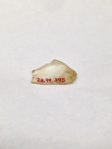Fragment