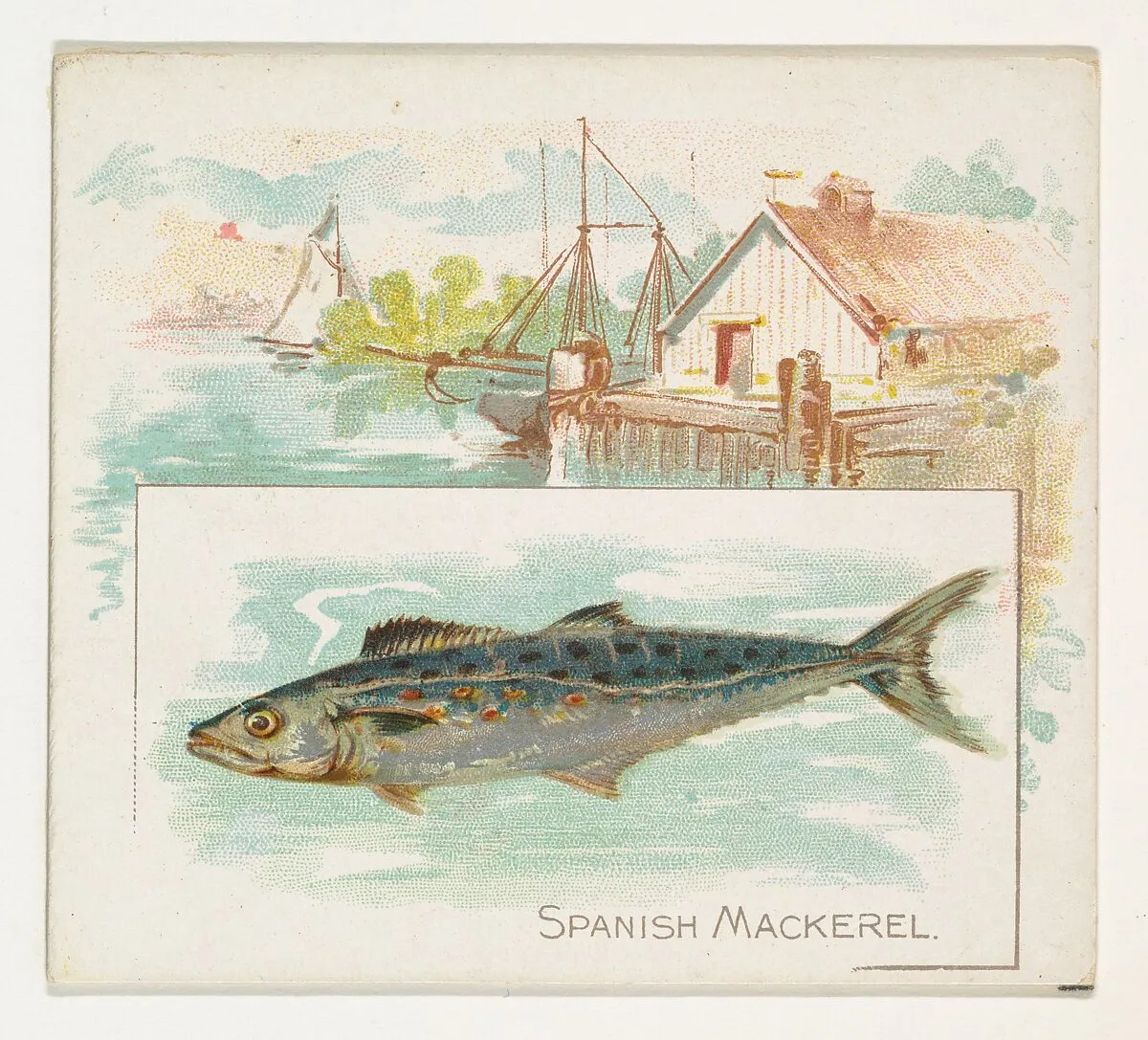 Spanish Mackerel, from Fish from American Waters series (N39) for Allen & Ginter Cigarettes — Lindner, Eddy & Claus|Allen & Ginter