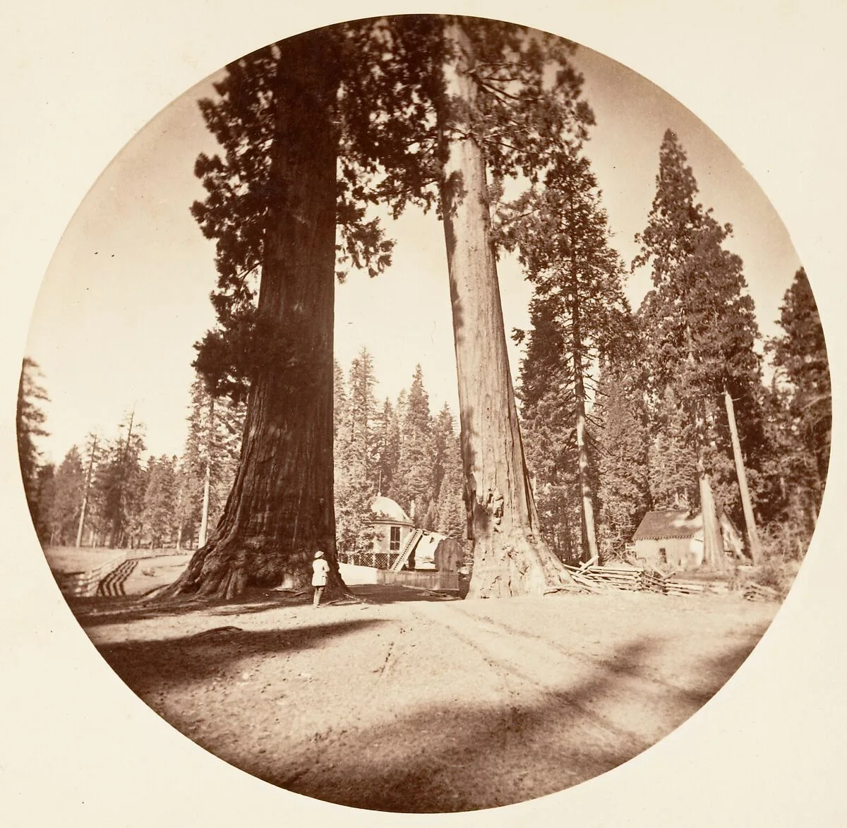 The Sentinels - Calaveras Grove — Carleton E. Watkins
