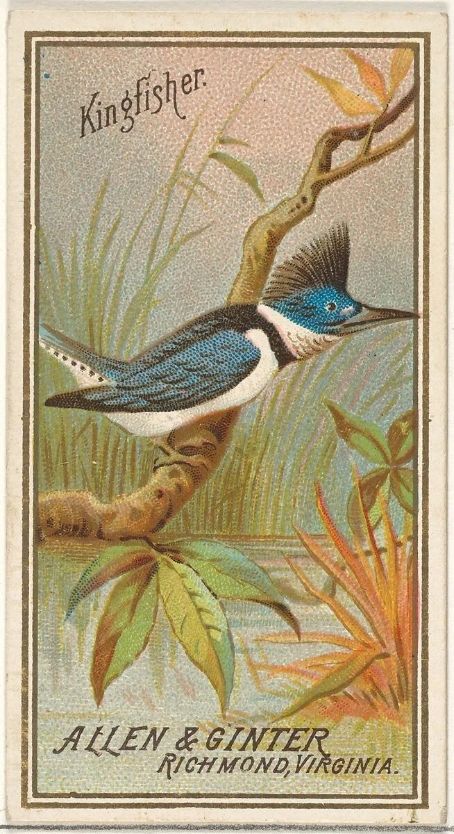 Kingfisher, from the Birds of America series (N4) for Allen & Ginter Cigarettes Brands — Allen & Ginter