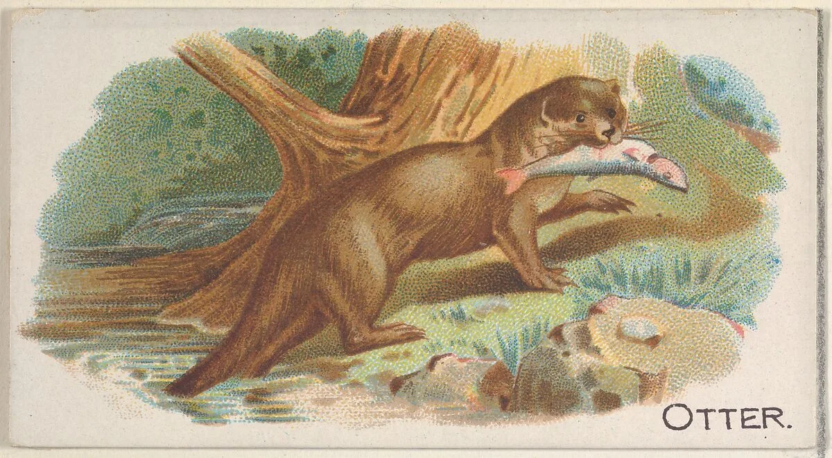 Otter, from the Quadrupeds series (N21) for Allen & Ginter Cigarettes — Allen & Ginter|Lindner, Eddy & Claus