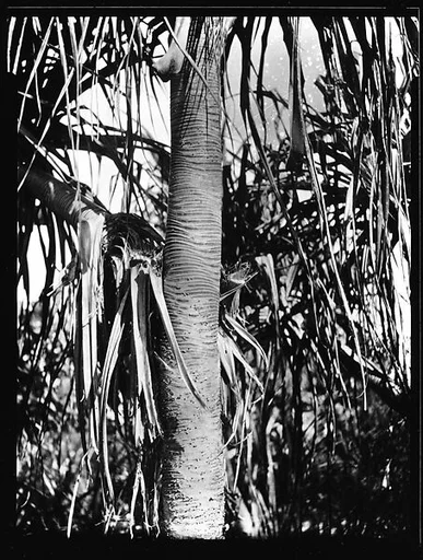 [South Seas: Palm Tree Trunk]