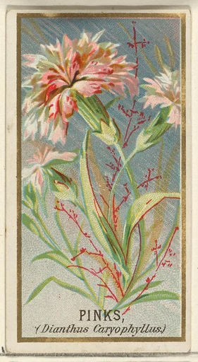 Pinks (Dianthus Caryophyllus), from the Flowers series for Old Judge Cigarettes