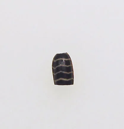 Bead — Unknown