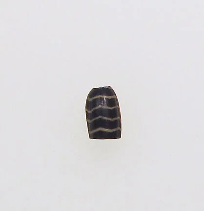 Bead