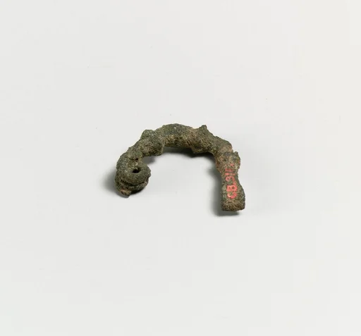 Fibula