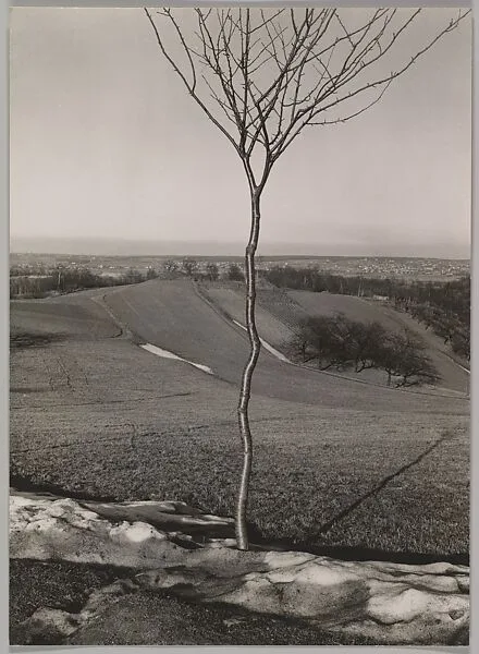 The Sapling — Albert Renger-Patzsch