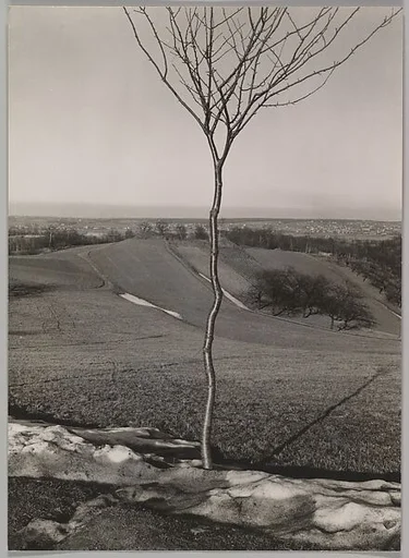 The Sapling