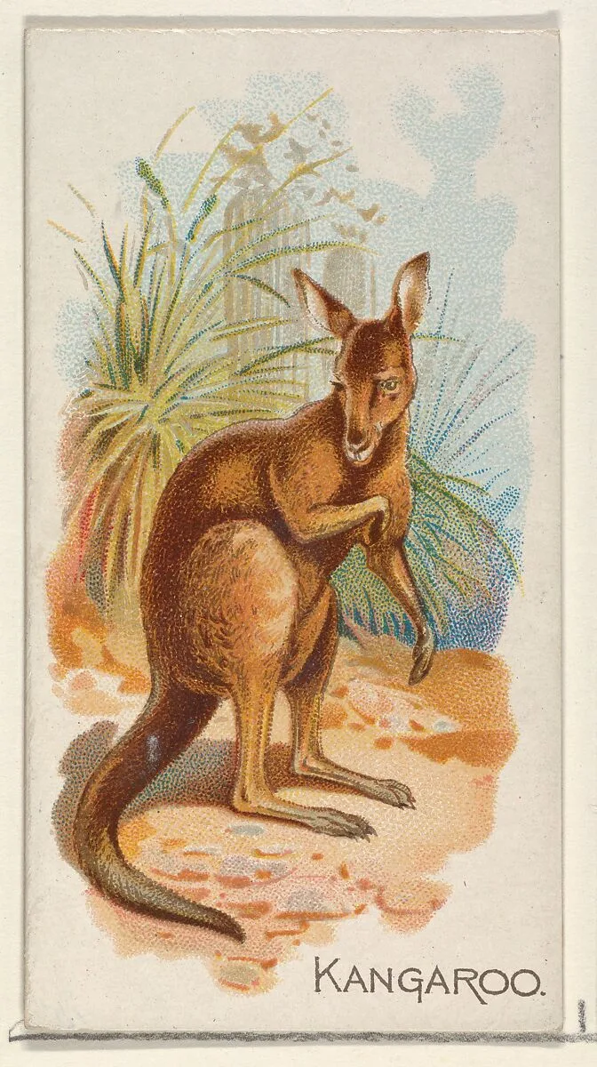 Kangaroo, from the Quadrupeds series (N21) for Allen & Ginter Cigarettes — Allen & Ginter|Lindner, Eddy & Claus