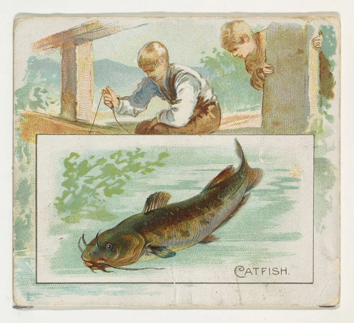 Catfish, from Fish from American Waters series (N39) for Allen & Ginter Cigarettes — Allen & Ginter|Lindner, Eddy & Claus