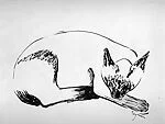 Siamese Cat
