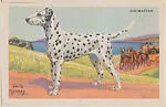 Dalmatian from Our Friend – the Dog Educational Pictures (W608-4) — Unknown