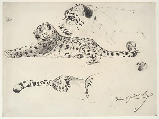 Leopard Studies