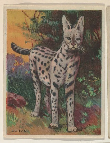 Serval, collector card from the Animals series (D9), issued by the Weber Baking Company to promote Onist Milk and Pullman Bread — Weber Baking Company