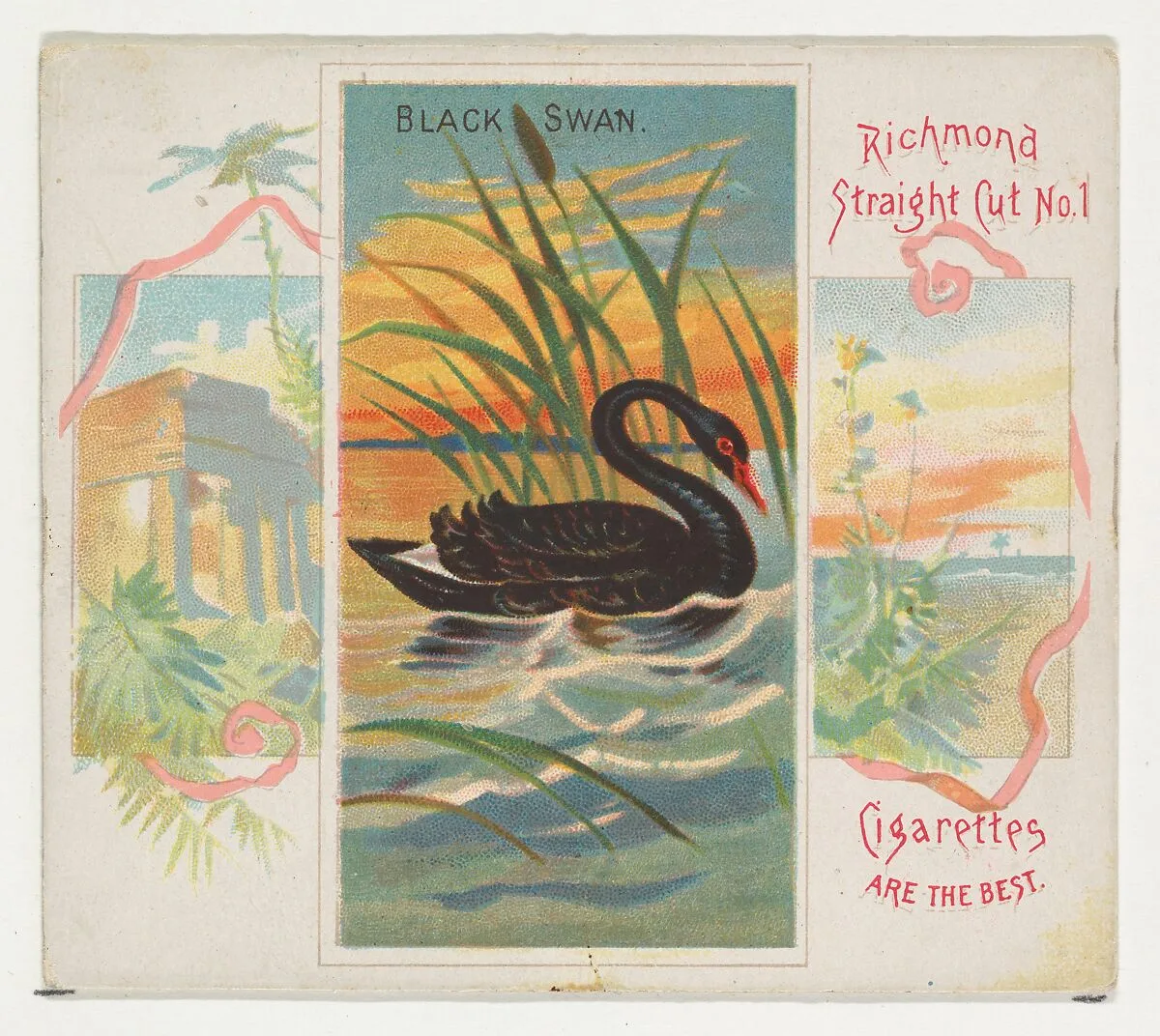 Black Swan, from Birds of the Tropics series (N38) for Allen & Ginter Cigarettes — Allen & Ginter|George S. Harris & Sons