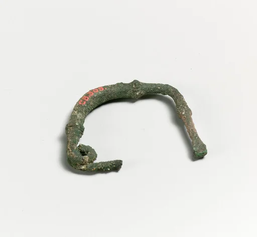 Fibula