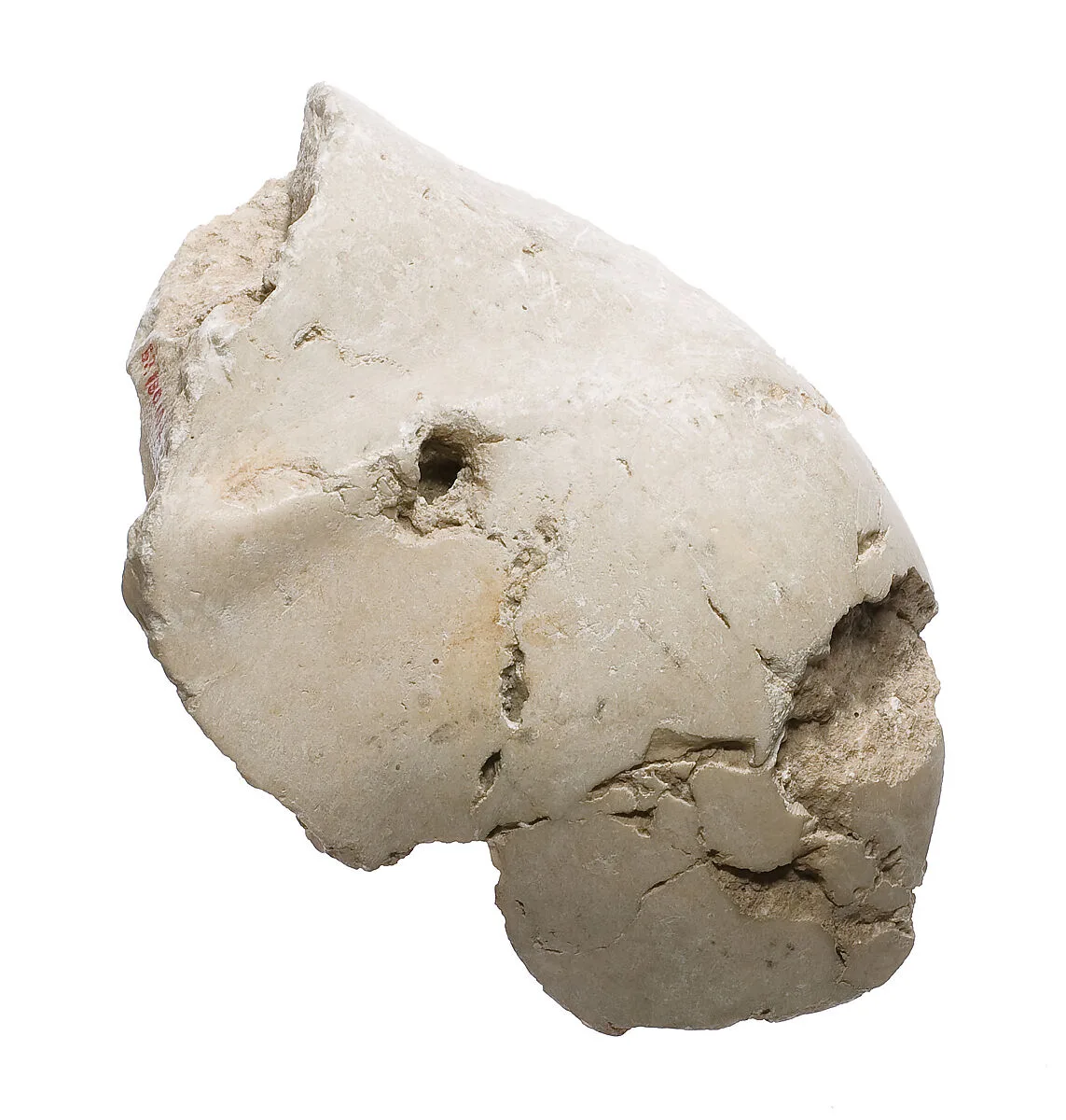 Akhenaten shoulder — Unknown