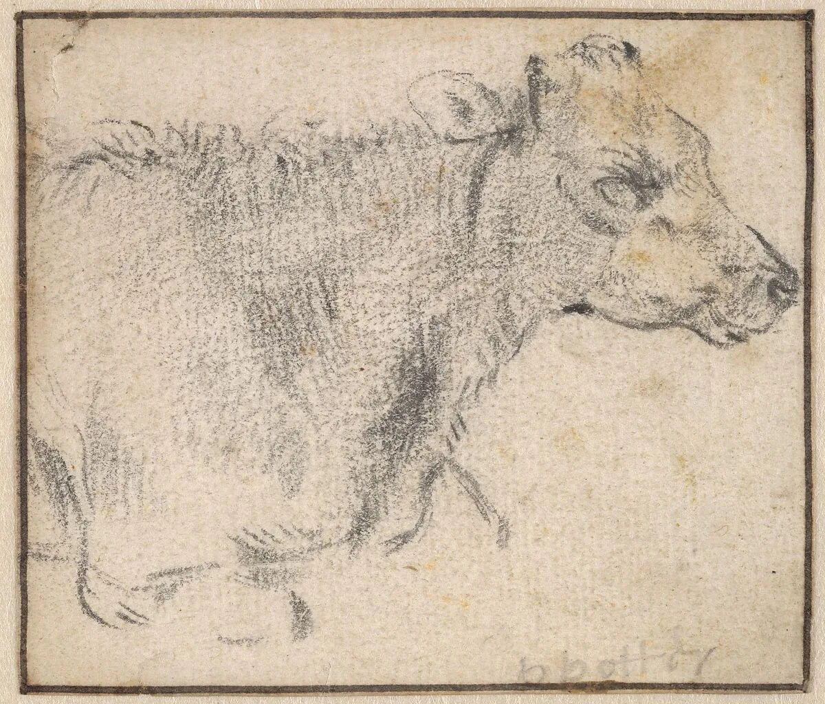 Study of a lying cow — Paulus Potter