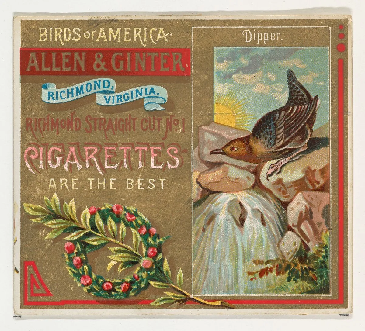 Dipper, from the Birds of America series (N37) for Allen & Ginter Cigarettes — Allen & Ginter