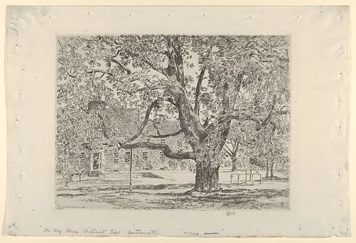 The Big Horse Chestnut Tree, Easthampton